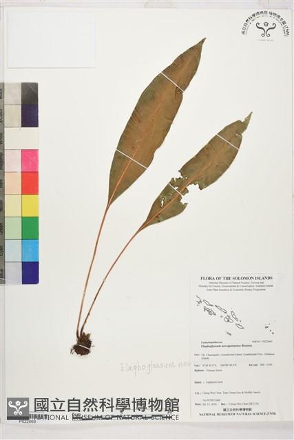 登錄號:P022669藏品圖，第1張