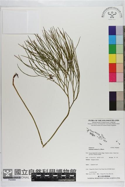 松葉蕨藏品圖，第1張