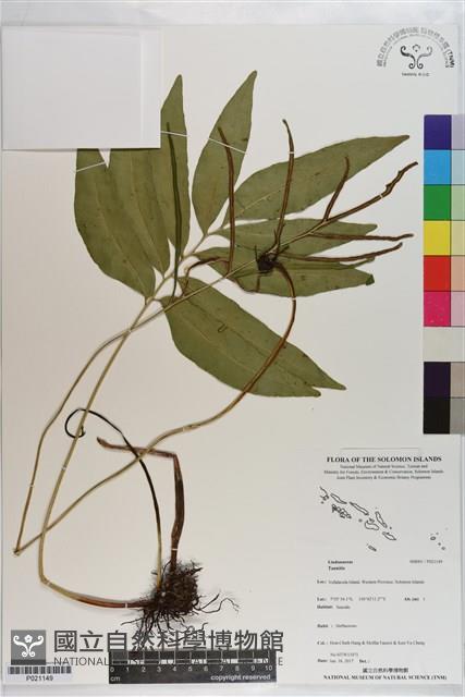 登錄號:P021149藏品圖，第1張