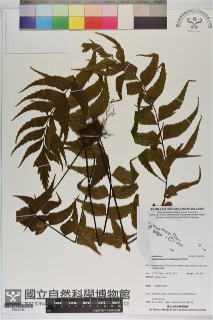 登錄號:P020749藏品圖，第1張