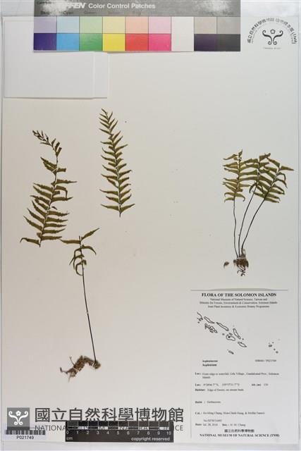 登錄號:P021749藏品圖，第1張