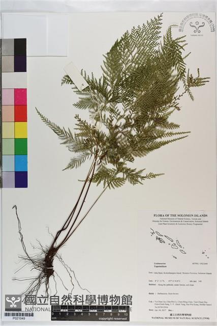 登錄號:P021049藏品圖，第1張