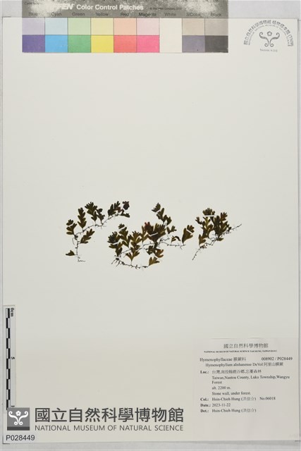 阿里山膜蕨藏品圖，第1張