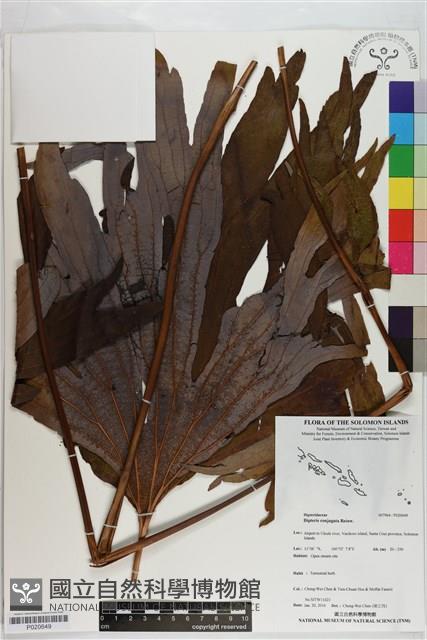 雙扇蕨藏品圖，第1張