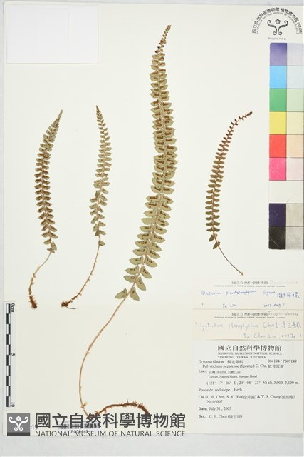 擬芽孢耳蕨藏品圖，第2張