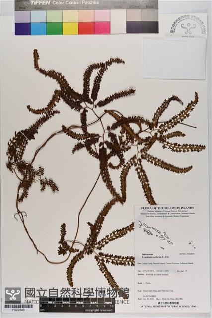 海南海金沙藏品圖，第1張