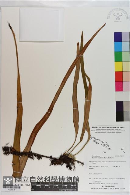 南洋石葦藏品圖，第1張