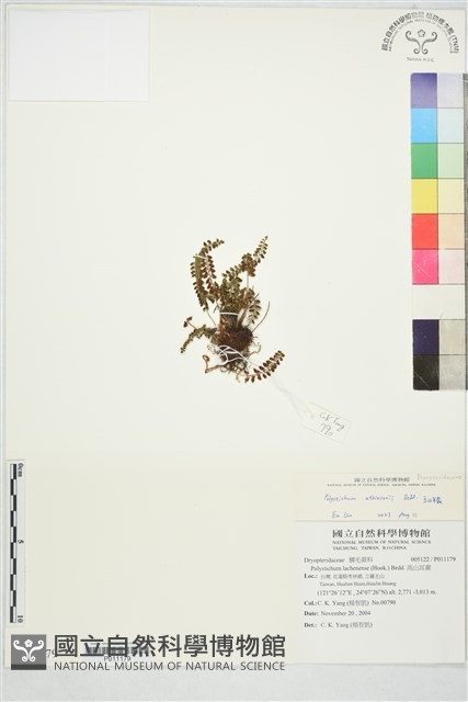 芽胞耳蕨藏品圖，第2張