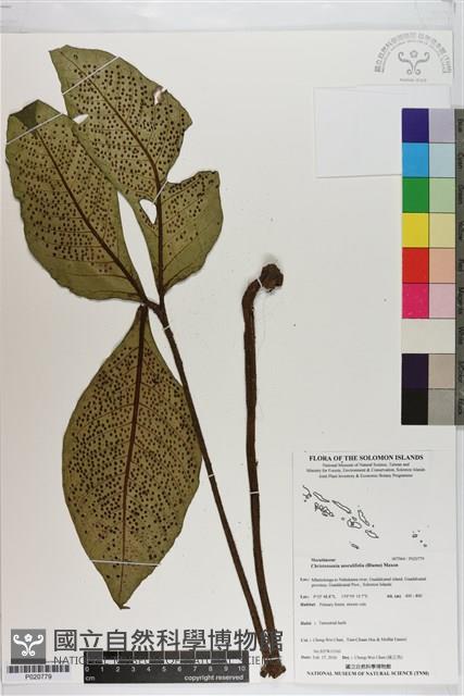 登錄號:P020779藏品圖，第1張