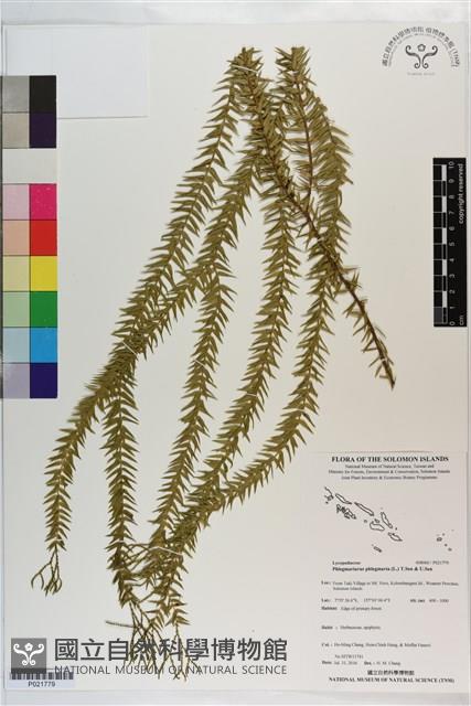 垂枝石松藏品圖，第1張