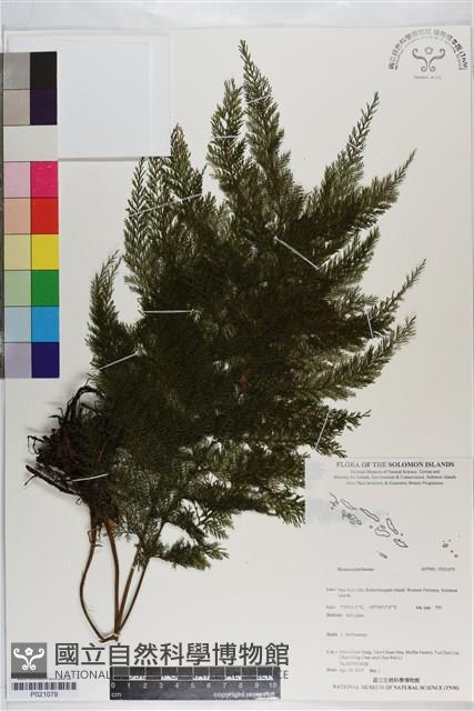 登錄號:P021079藏品圖，第1張