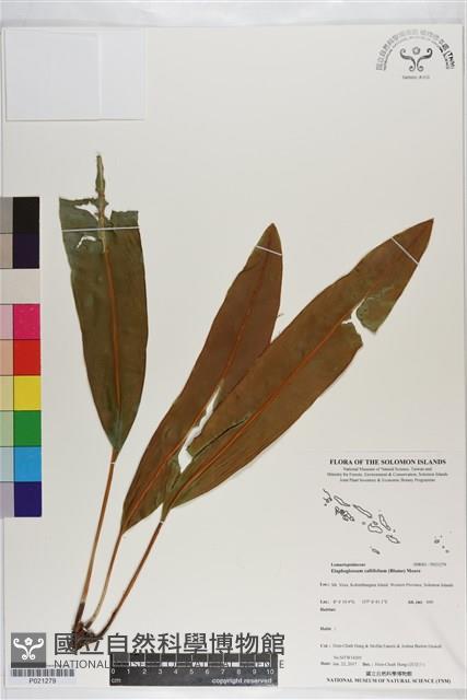 銳頭舌蕨藏品圖，第1張