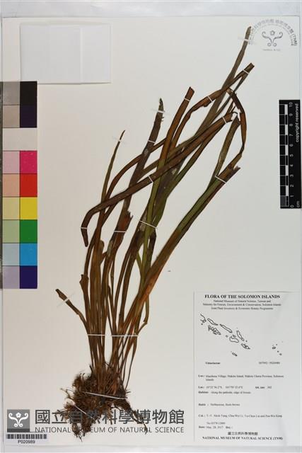 登錄號:P020989藏品圖，第1張