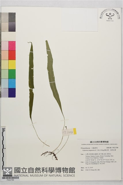 鱗瓦葦、長柄瓦葦藏品圖，第1張