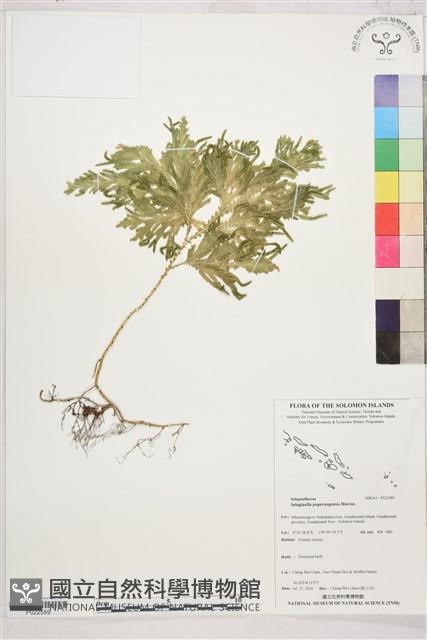 登錄號:P022589藏品圖，第1張