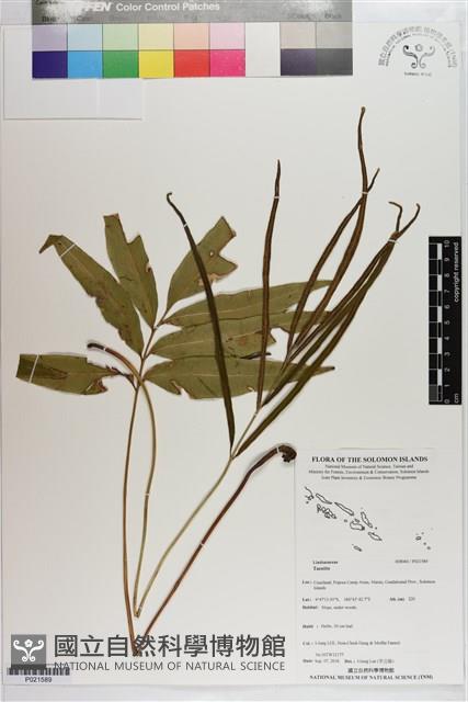 登錄號:P021589藏品圖，第1張
