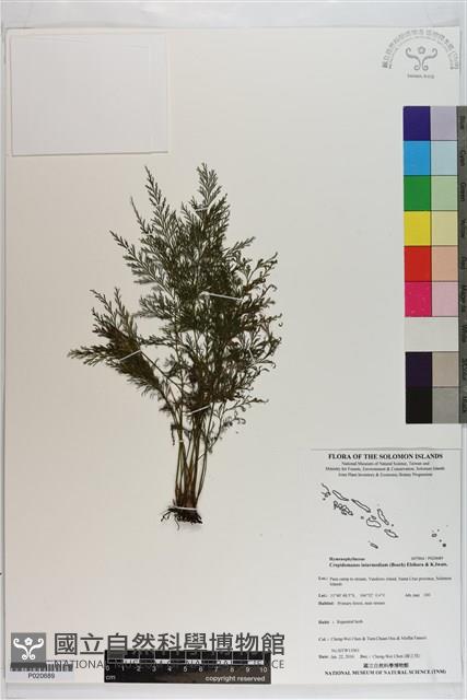 登錄號:P020689藏品圖，第1張