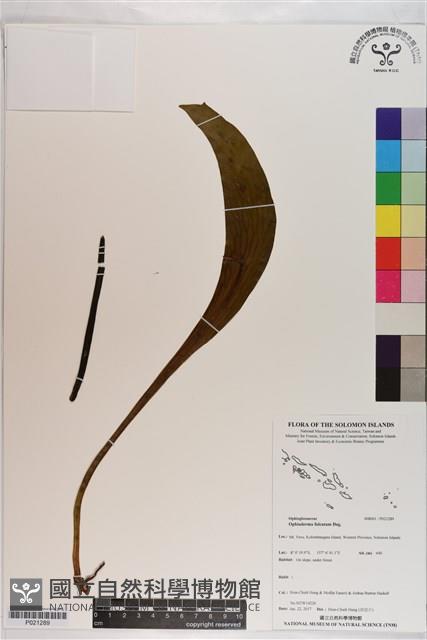 登錄號:P021289藏品圖，第1張