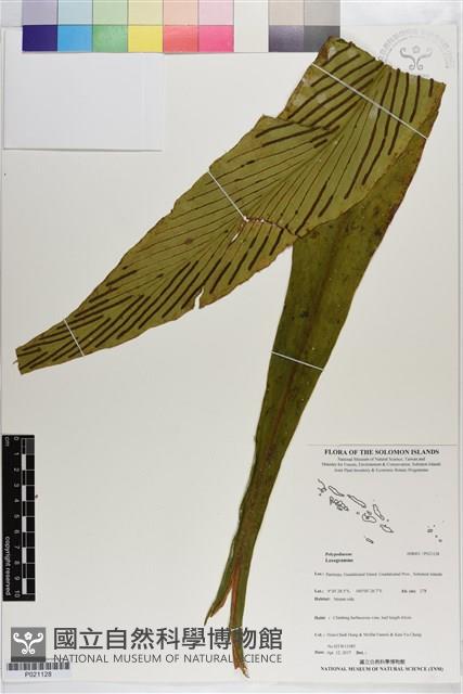 登錄號:P021128藏品圖，第1張