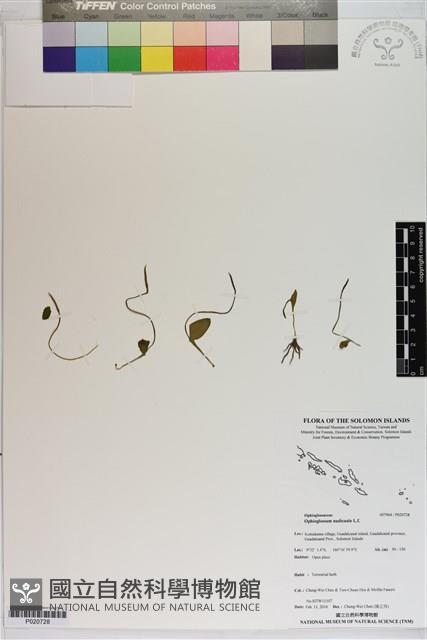 Accession Number:P020728 Collection Image