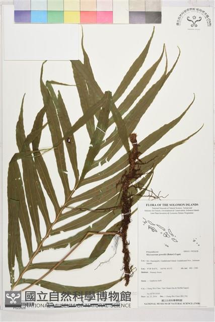 登錄號:P022628藏品圖，第1張