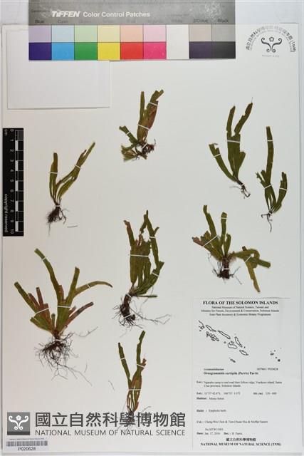 登錄號:P020628藏品圖，第1張