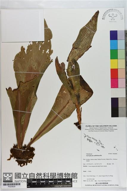 水芋葉車前、美葉車前蕨藏品圖，第1張