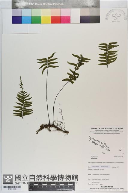 登錄號:P021108藏品圖，第1張