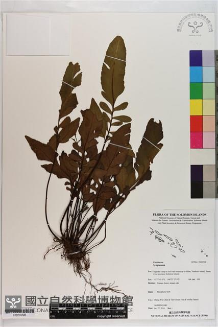 登錄號:P020708藏品圖，第1張