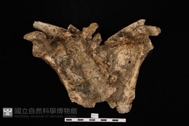 人骨藏品圖，第1張