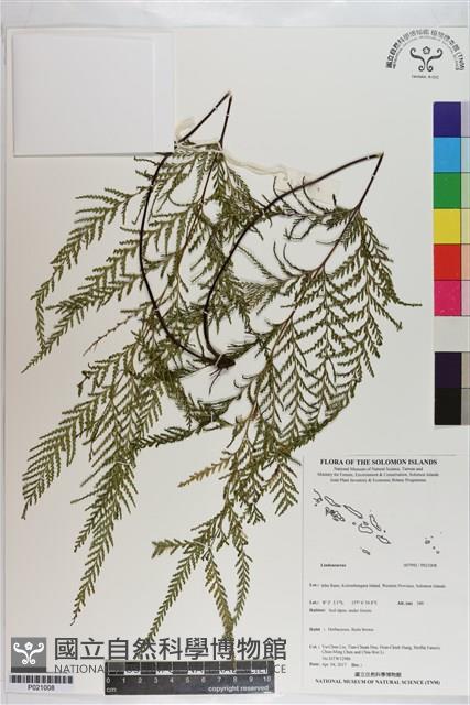 登錄號:P021008藏品圖，第1張