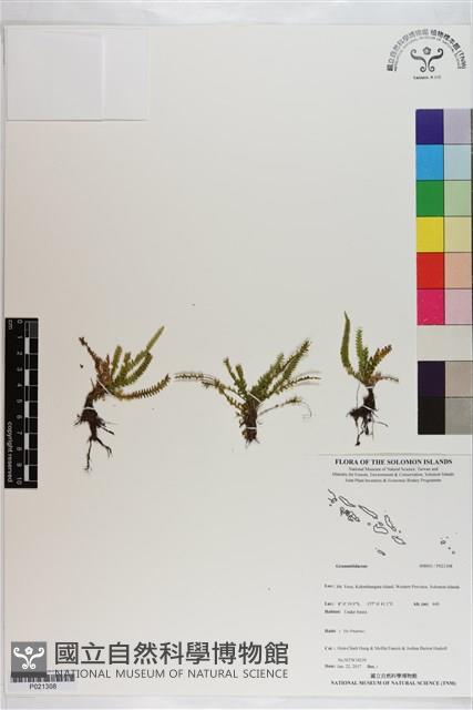 Accession Number:P021308 Collection Image