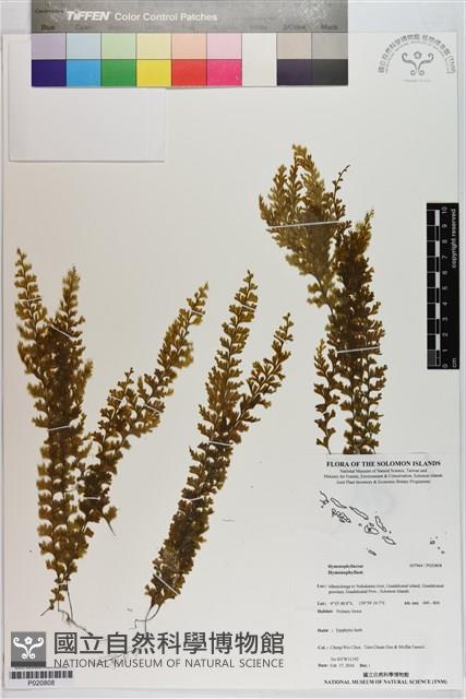 登錄號:P020808藏品圖，第1張