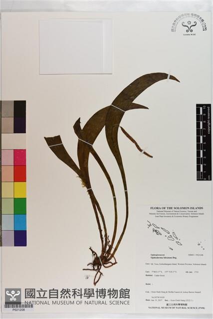 登錄號:P021208藏品圖，第1張