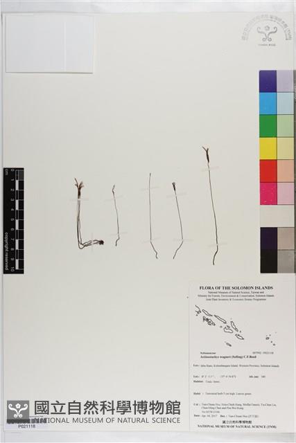 登錄號:P021118藏品圖，第1張