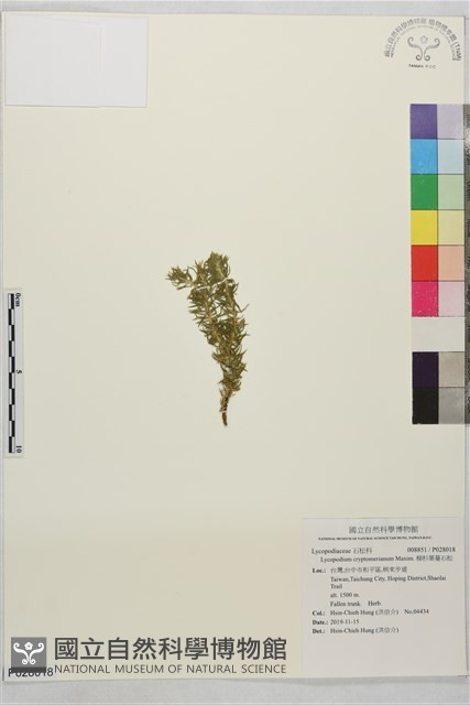柳杉葉蔓石松藏品圖，第1張