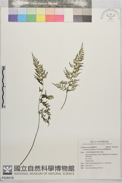 細葉鱗始蕨藏品圖，第1張