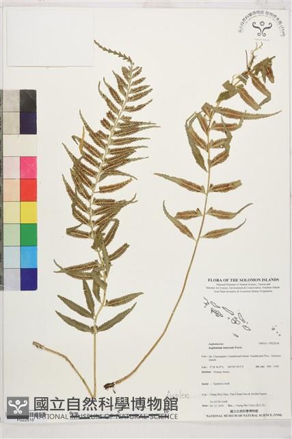 鈍齒鐵角蕨藏品圖，第1張