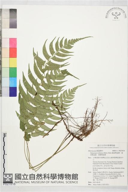 鋸齒雙蓋蕨、線葉雙蓋蕨、刺鱗雙蓋蕨藏品圖，第1張