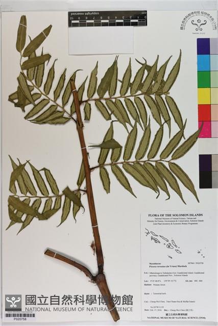 登錄號:P020758藏品圖，第1張