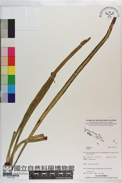 登錄號:P021758藏品圖，第1張