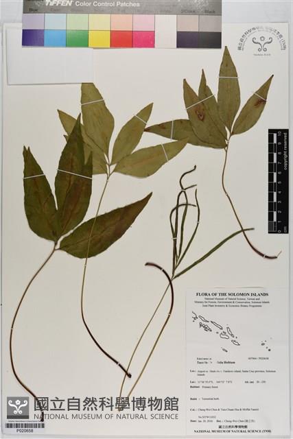 登錄號:P020658藏品圖，第1張