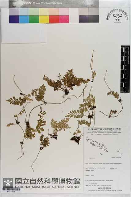 登錄號:P021658藏品圖，第1張