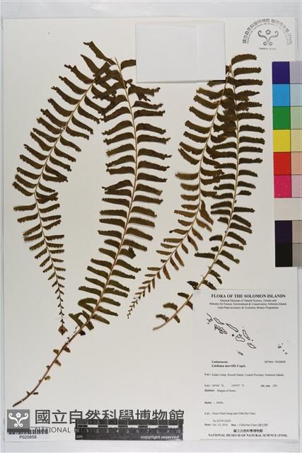 Accession Number:P020858 Collection Image