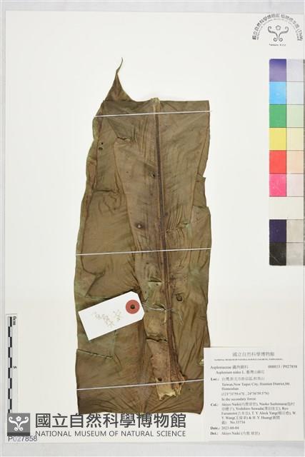 臺灣山蘇花藏品圖，第1張