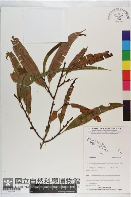 登錄號:P021258藏品圖，第1張