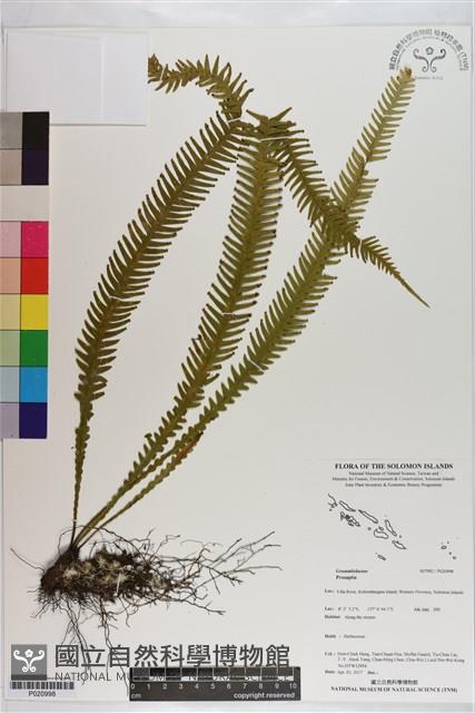 登錄號:P020998藏品圖，第1張