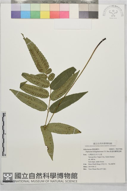 凱達格蘭雙蓋蕨藏品圖，第1張