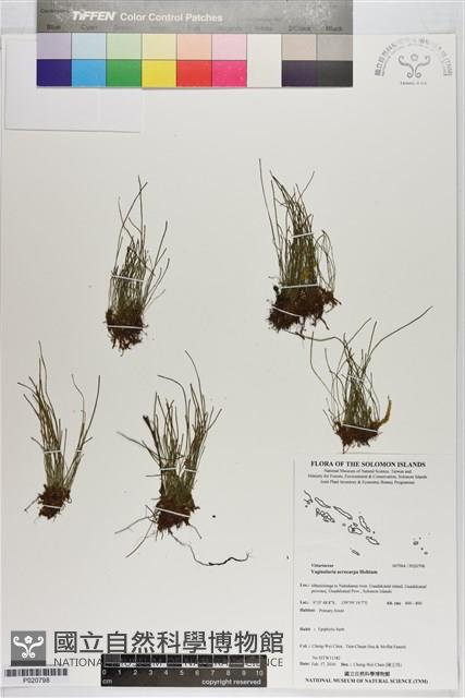 登錄號:P020798藏品圖，第1張