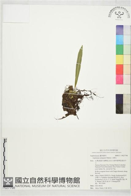 山蘇花藏品圖，第1張